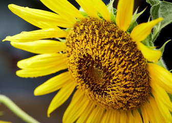 Sunflower field landscape