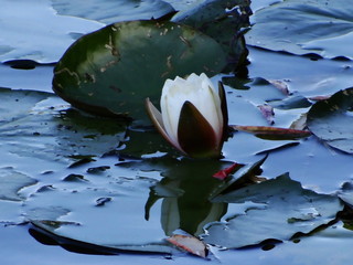 Seerose © roedel16