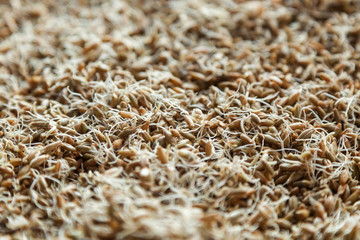 Germinated seeds of wheat