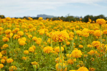 Marigold (Tagetes) flowers in garden