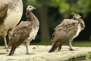 beautiful peacock in the castle garden
