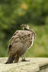 beautiful peacock in the castle garden