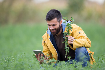 Farmer in clover field