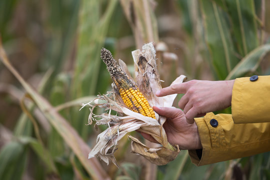 Farmer holding corn with disease