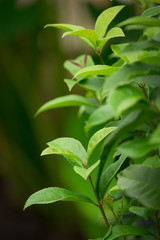 Green leaves Camellia sasanqua, nature background