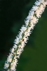 Fragment of an inflorescence of a cimicifuga racemosa./Long inflorescence of a cimicifuga racemosa with small white flowers as border between light and dark.