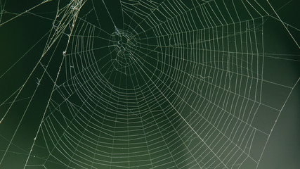SPIDER'S WEB
