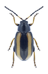 Beetle Phyllotreta nemorum on a white background