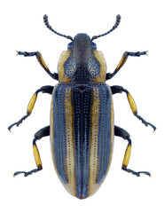 Beetle Prasocuris phellandrii on a white background