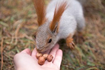 Cute squirrel in forrest, park sits on grass and eats nuts from hand at sunny day
