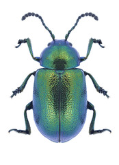 Beetle Gastrophysa viridula on a white background