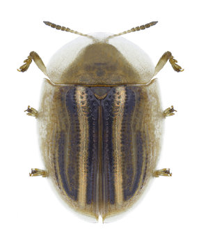 Beetle Cassida nobilis on a white background