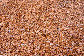 Abstract autumn leaf background
