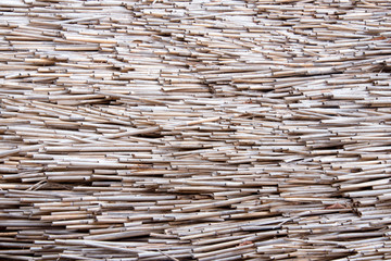 Dry reed texture background