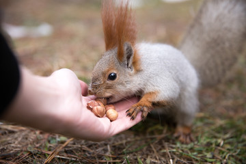 Cute squirrel in forrest, park sits on grass and eats nuts from hand at sunny day