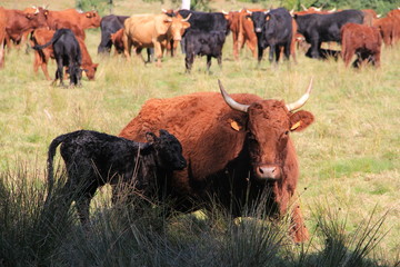 vache salers