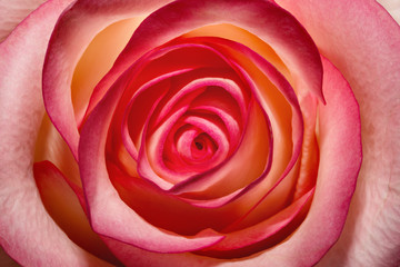 Beautiful macro of a pink rose flower