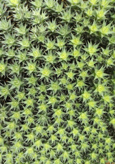 Blätterteppich aus Sternblüten