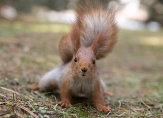 Cute squirrel seat on grass at park, forrest at sunny day