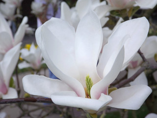 Weiße Magnolienblüte in der Wilhelma, Stuttgart