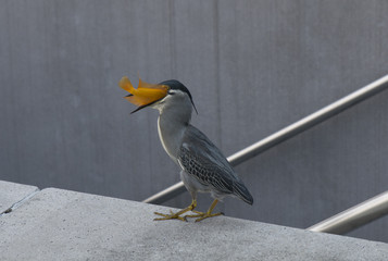 Wild life on the street. A bird is swallowing an orange fish 