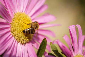 Bee Collecting Pollen