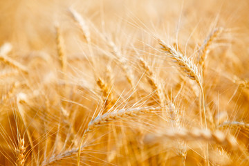 Photo of ripe rye field