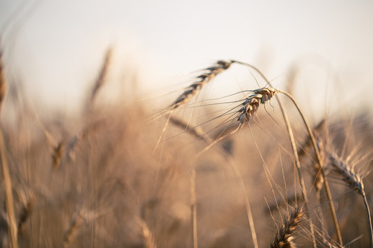 Toned image of wheat spikelets in field