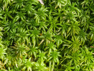 Green moss texture or background macro, selective focus, shallow DOF