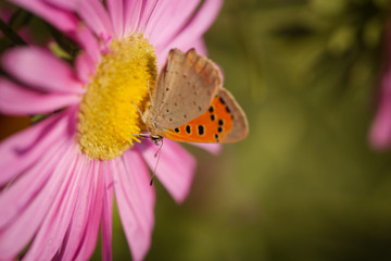 
Butterfly on pink flower