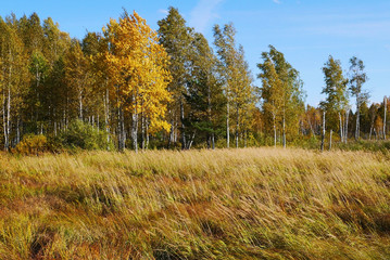 Fascinating autumn scenery. Ekaterinburg, Sverdlovsk oblast, Russia.