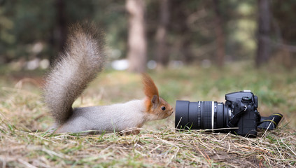 Cute squirrel plays with digital photo camera in summer, spring park