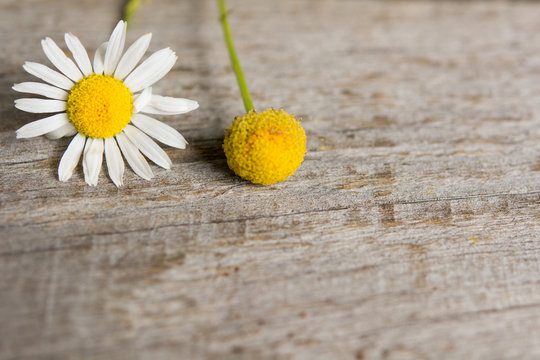 daisy flowers on wooden table. room for text 