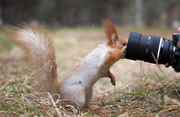 Cute squirrel plays with digital photo camera in summer, spring park