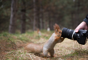 Cute squirrel plays with digital photo camera in summer, spring park