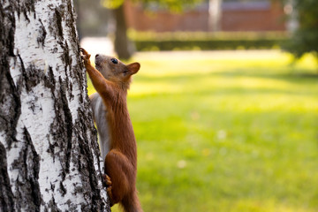 Red squirrel on the tree. Place for text