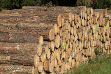 Gestapeltes Holz am Waldran im Münsterland