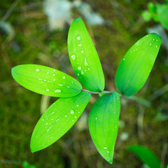 Dew drop on green leaf