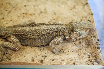 Central Bearded Dragon or Pogona vitticeps