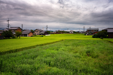 Fototapeta na wymiar Japan Rice field in Zoshi-cho, Nara-shi, Nara