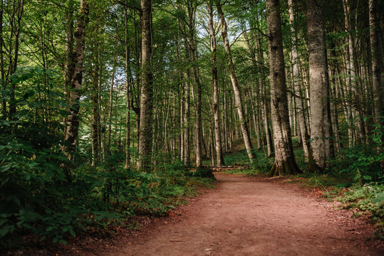 Forest trail