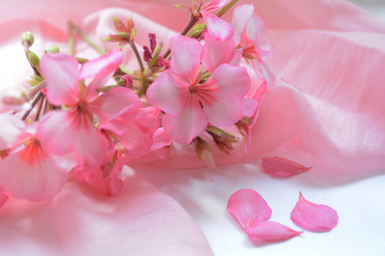 flowers rose geranium