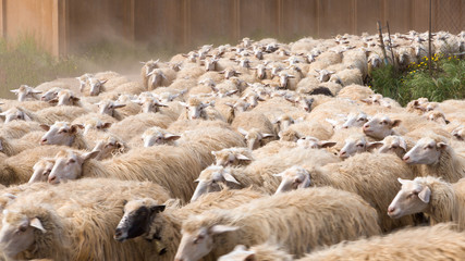 a flock of sheep running downwards on a dusty road