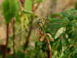 beautiful dragonfly on a tree leaf 