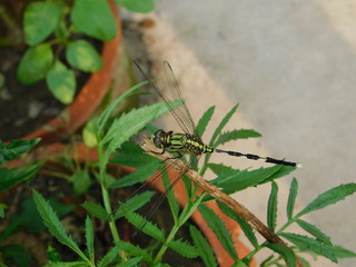 beautiful dragonfly on a tree leaf 