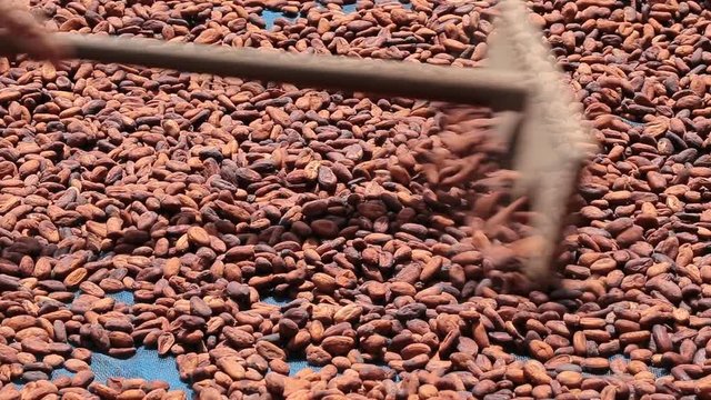 Dried cocoa beans under the sun and Cocoa beans selection.