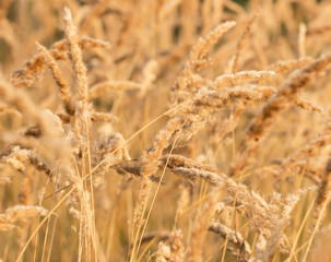 Fototapeta premium fluffy dry grass