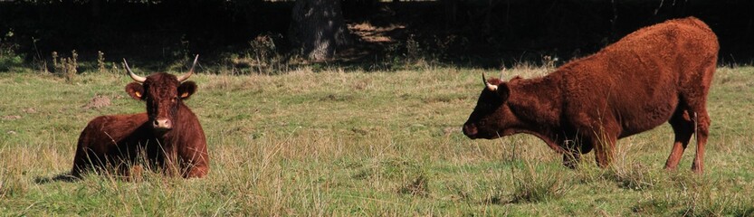 vache salers