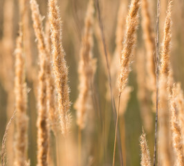 Fototapeta premium fluffy dry grass