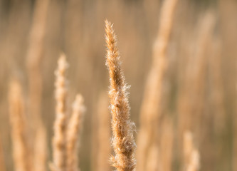 Fototapeta premium fluffy dry grass